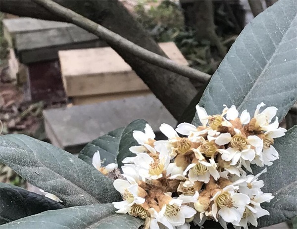 初級農產品是指什么(農產品初級產品加工定義) 初級農產品是指什么(農產品初級產品加工定義)