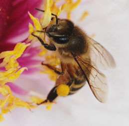 中蜂最大的蜂群有多大(哪種蜂王體型最大) 中蜂最大的蜂群有多大(哪種蜂王體型最大)