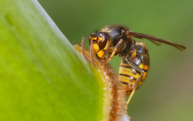 胡蜂(馬蜂)養(yǎng)殖前景與市場怎么樣(養(yǎng)殖胡蜂靠什么賺錢) 胡蜂(馬蜂)養(yǎng)殖前景與市場怎么樣(養(yǎng)殖胡蜂靠什么賺錢)