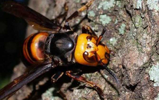 虎頭蜂怎么區分蜂王(虎頭蜂蜂王和工蜂有什么區別) 中國大虎頭蜂