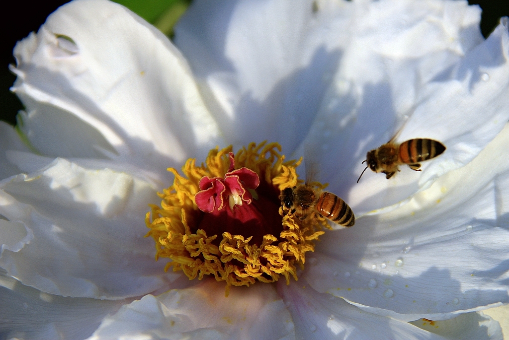同一群蜜蜂打架的處理方法 同一群蜜蜂打架的處理方法