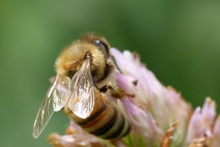 南方夏季主要蜜源植物(南方蜜源植物常見種類和開花時間) 南方夏季主要蜜源植物(南方蜜源植物常見種類和開花時間)