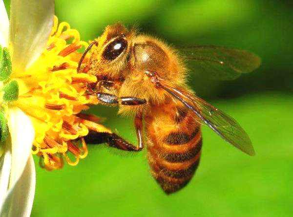 蜜蜂的強群標(biāo)準是怎樣的？