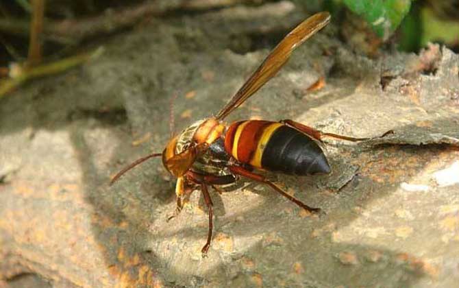 中國大虎頭蜂種類(虎頭蜂的種類介紹) 中國大虎頭蜂種類(虎頭蜂的種類介紹)