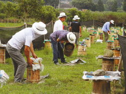 同一蜂場能養不同地方的中蜂嗎(養殖本地蜂群的地方可以放外地蜂種嗎) 同一蜂場能養不同地方的中蜂嗎(養殖本地蜂群的地方可以放外地蜂種嗎)