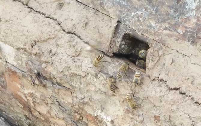 高加索蜂秋天繁殖怎樣(蜜蜂秋季怎么快速繁殖) 高加索蜂秋天繁殖怎樣(蜜蜂秋季怎么快速繁殖)
