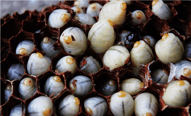 一年什么時候有蜂蛹(蜂蛹在什么季節才有) 一年什么時候有蜂蛹(蜂蛹在什么季節才有)