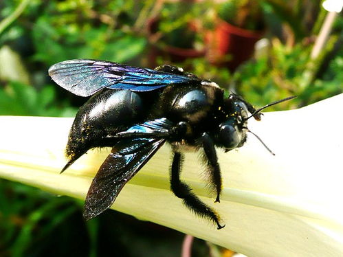黑竹蜂有毒嗎 黑竹蜂有毒嗎
