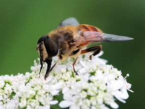 白色工蜂是什么原因(白頭蜂是什么原因) 白色工蜂是什么原因(白頭蜂是什么原因)