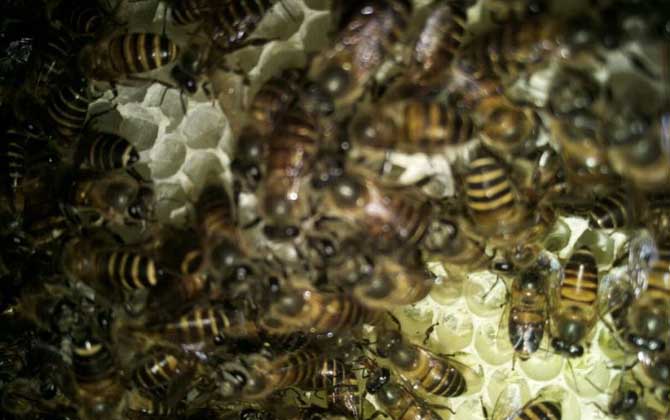 蜜蜂喂干白糖的十大好處(可以給蜜蜂喂白糖么) 蜜蜂喂干白糖的十大好處(可以給蜜蜂喂白糖么)