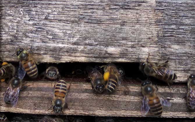 蜜蜂喂干白糖的十大好處(可以給蜜蜂喂白糖么) 蜜蜂喂干白糖的十大好處(可以給蜜蜂喂白糖么)