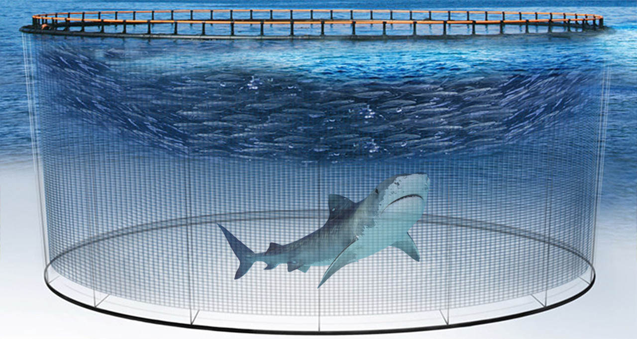 全球每年銷售魚翅140萬噸，殺死1億條鯊魚，為何不能人工飼養？