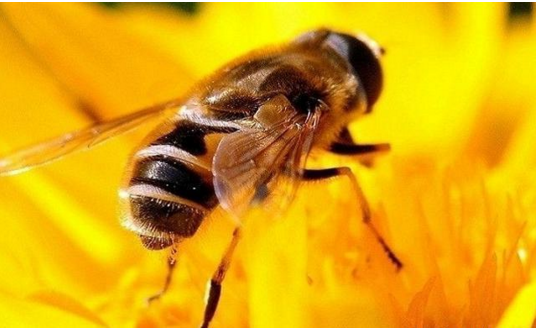 工蜂咬死蜂王是什么原因(造成蜜蜂咬死蜂王的原因有哪些) 工蜂咬死蜂王是什么原因(造成蜜蜂咬死蜂王的原因有哪些)