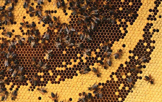 小蜜蜂和大蜜蜂的區(qū)別(小蜜蜂和大蜜蜂的產(chǎn)量對比) 小蜜蜂和大蜜蜂的區(qū)別(小蜜蜂和大蜜蜂的產(chǎn)量對比)