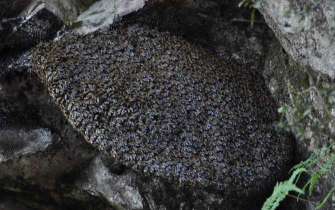 小蜜蜂和大蜜蜂的區(qū)別(小蜜蜂和大蜜蜂的產(chǎn)量對比) 小蜜蜂和大蜜蜂的區(qū)別(小蜜蜂和大蜜蜂的產(chǎn)量對比)