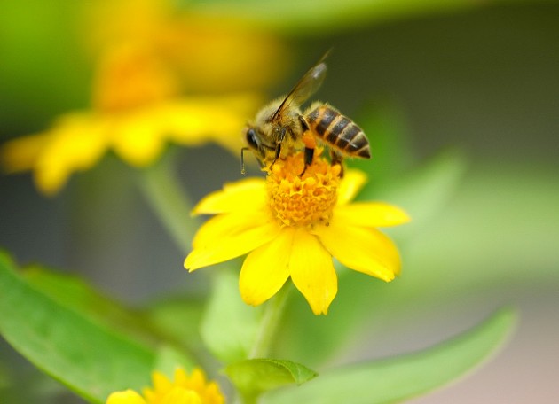 城市可以養(yǎng)蜂嗎(城市養(yǎng)蜂違法嗎) 城市可以養(yǎng)蜂嗎(城市養(yǎng)蜂違法嗎)