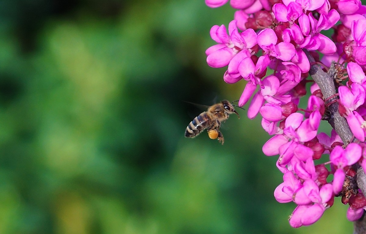 城市可以養(yǎng)蜂嗎(城市養(yǎng)蜂違法嗎) 城市可以養(yǎng)蜂嗎(城市養(yǎng)蜂違法嗎)