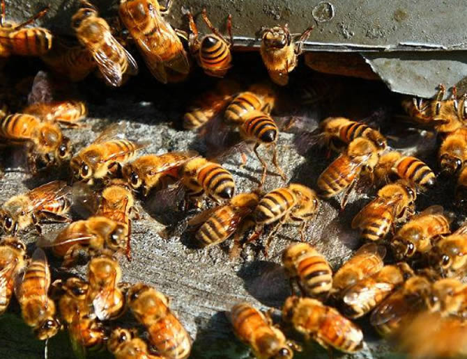 蜜蜂過冬的方式有哪些(蜜蜂如何越冬) 蜜蜂過冬的方式有哪些(蜜蜂如何越冬)