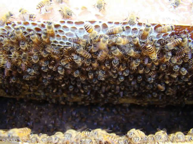 【蜜蜂知識】蜂群沒了蜂王會怎么樣? 蜂群沒了蜂王會怎么樣?