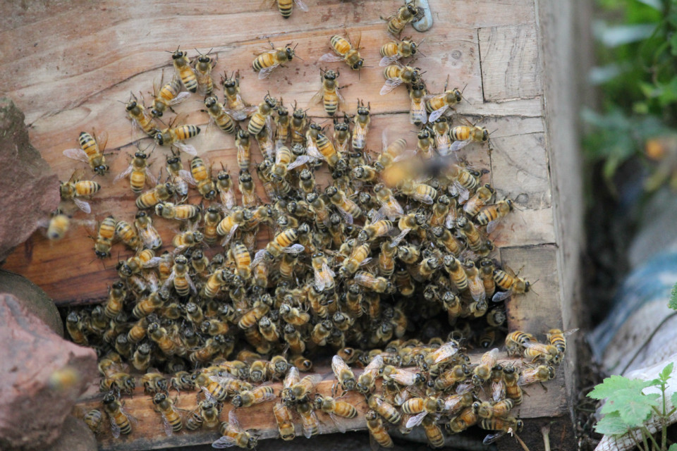 【蜜蜂知識】蜂群沒了蜂王會怎么樣? 蜂群沒了蜂王會怎么樣?