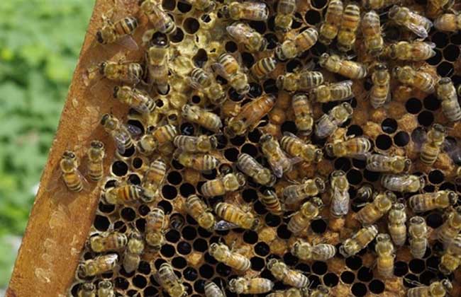 【蜜蜂知識】蜂群沒了蜂王會怎么樣? 蜂群沒了蜂王會怎么樣?