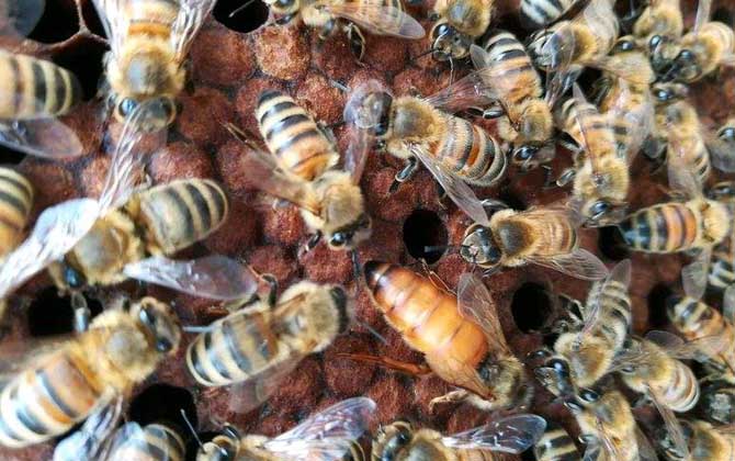 高加索黑蜂抗螨性(蜜蜂治螨蟲(chóng)的最好方法) 高加索黑蜂抗螨性(蜜蜂治螨蟲(chóng)的最好方法)