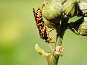 工蜂群起而攻之是什么行為(工蜂為什么會群起而攻之) 工蜂群起而攻之是什么行為(工蜂為什么會群起而攻之)