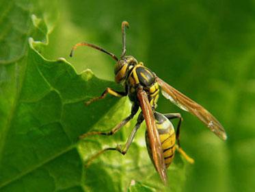 工蜂群起而攻之是什么行為(工蜂為什么會群起而攻之) 工蜂群起而攻之是什么行為(工蜂為什么會群起而攻之)