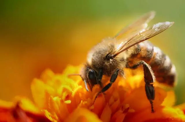人工養殖和野生的蜜蜂有啥區別(野生蜜蜂與家養蜜蜂的本質區別是什么) 人工養殖和野生的蜜蜂有啥區別(野生蜜蜂與家養蜜蜂的本質區別是什么)