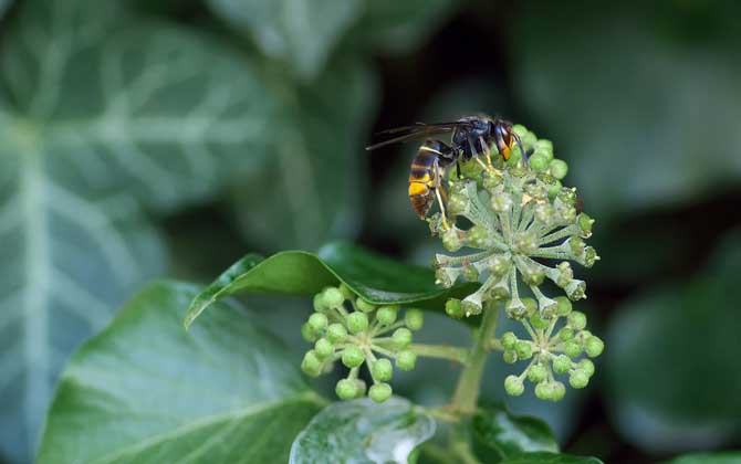 中國(guó)大虎頭蜂廣東有嗎（大頭虎蜂的簡(jiǎn)介）