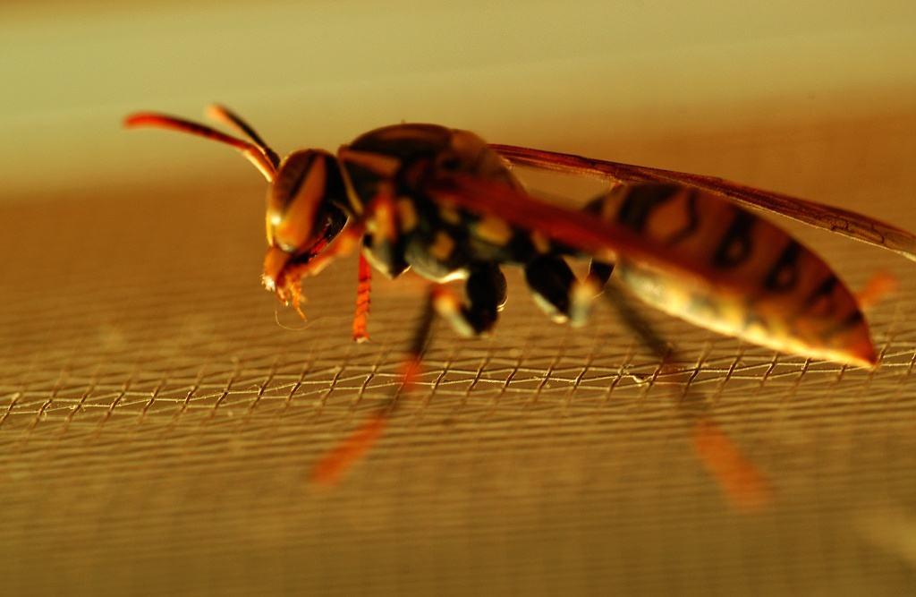 牛角蜂怎么消滅（牛角蜂的安全驅(qū)趕和有效消滅方法）