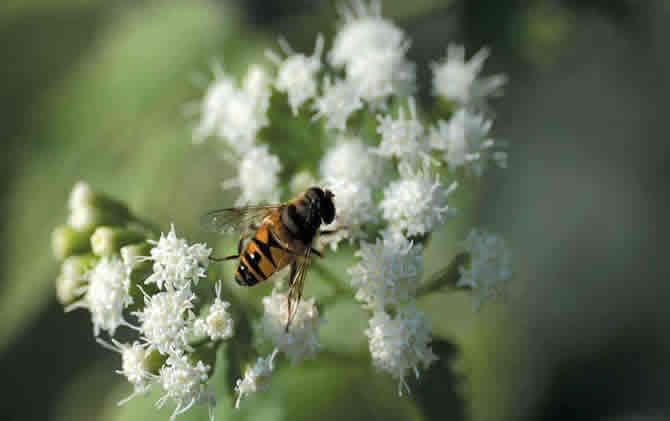 蜜蜂采蜜怎么變成蜂蜜? 蜜蜂采蜜