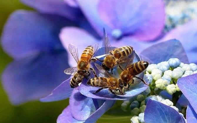 蜜蜂失王了幾天飛走? 蜜蜂失王