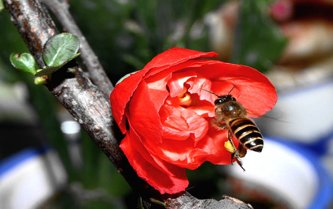 蜜蜂分蜂會離母群多遠(蜜蜂分蜂后會飛多遠) 蜜蜂分蜂
