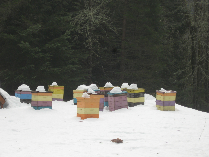 蜂箱缺蜜怎么辦(蜂箱越冬期缺蜜的補(bǔ)足和飼喂方法) 蜂箱缺蜜怎么辦(蜂箱越冬期缺蜜的補(bǔ)足和飼喂方法)