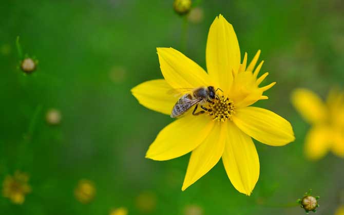 工蜂為什么不能生育 工蜂為什么不能生育