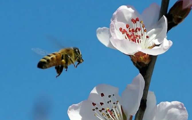 新手如何養蜜蜂? 新手養蜂