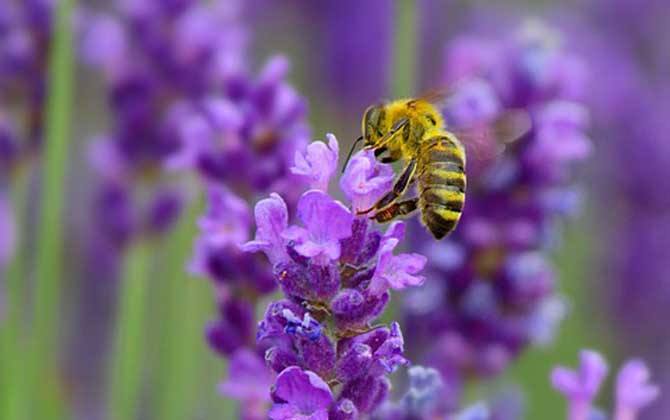 【蜜蜂知識】蜜蜂怎么分蜂? 蜜蜂怎么分蜂?