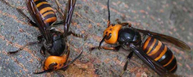 被中國(guó)大虎頭蜂扎上的臨床表現(xiàn)(被虎頭蜂咬會(huì)怎么樣?) 被中國(guó)大虎頭蜂扎上的臨床表現(xiàn)(被虎頭蜂咬會(huì)怎么樣?)