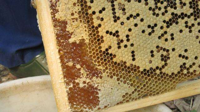 分離蜂蜜和蜂蠟要多久 分離蜂蜜和蜂蠟要多久