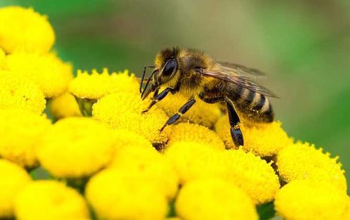 被蜜蜂蟄了怎么處理才好? 被蜜蜂蟄了