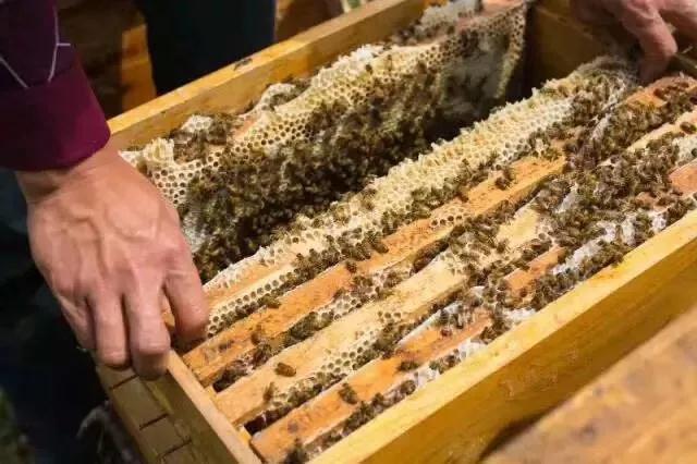 搖蜜時(shí)要避開蜂王嗎（搖蜜要不要把蜂王抓起來(lái)）