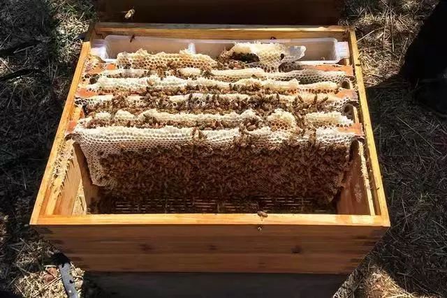 搖蜜時(shí)要避開蜂王嗎（搖蜜要不要把蜂王抓起來(lái)）