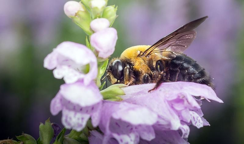 怎樣養(yǎng)殖蜜蜂它才不跑? 怎樣養(yǎng)殖蜜蜂它才不跑?