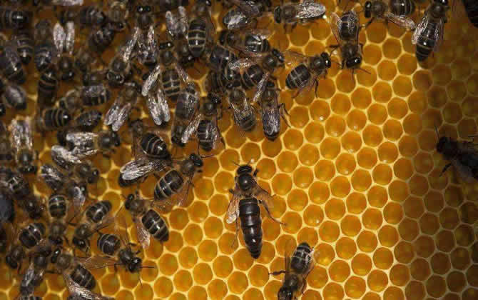 浙農大一號意蜂 浙農大一號意蜂