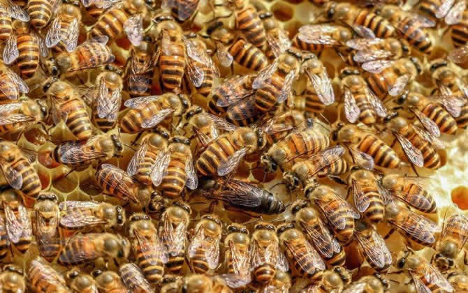 浙農大一號意蜂 浙農大一號意蜂