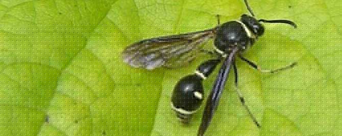 黑色細腰蜂有毒嗎（身體黑色的蜜蜂是什么蜂有沒有毒）