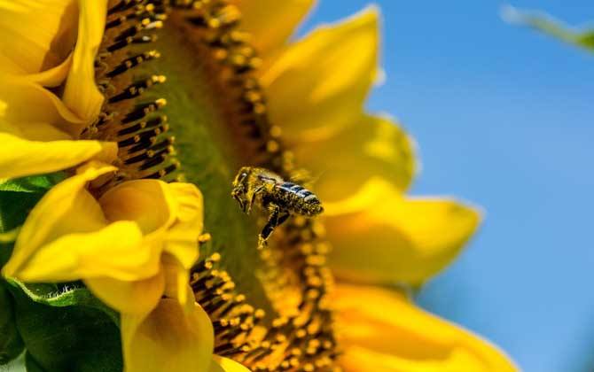 新手如何在家養(yǎng)好蜜蜂? 新手如何在家養(yǎng)好蜜蜂?