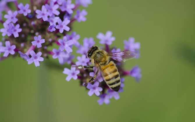 新手如何在家養(yǎng)好蜜蜂? 新手如何在家養(yǎng)好蜜蜂?