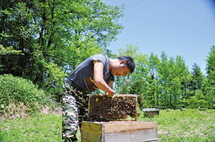 冬天中蜂可以遷移蜂場嗎(中蜂冬天可以搬動嗎) 冬天中蜂可以遷移蜂場嗎(中蜂冬天可以搬動嗎)